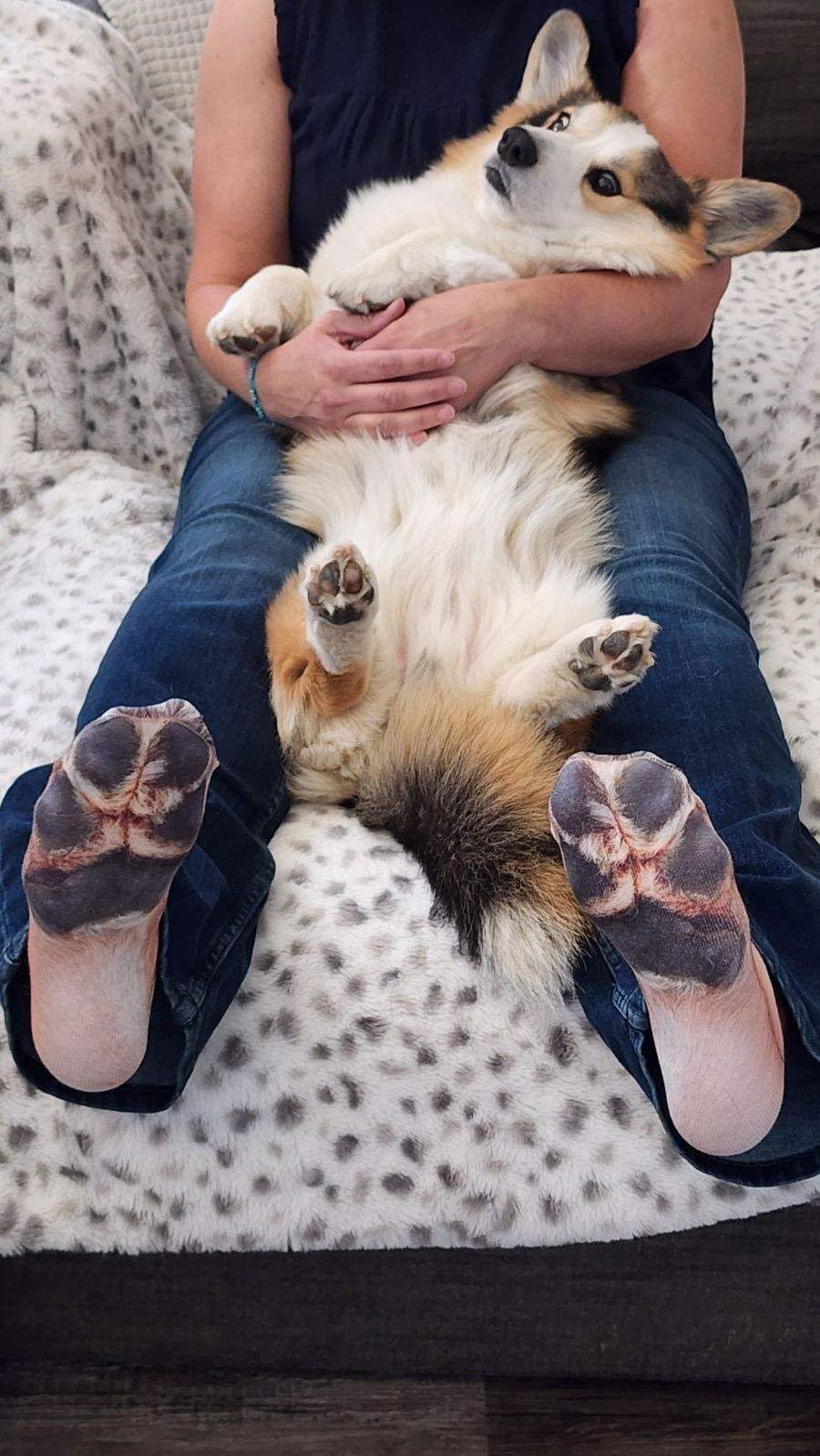 Animal Paws Dog Socks - Funny 3D Animal Socks