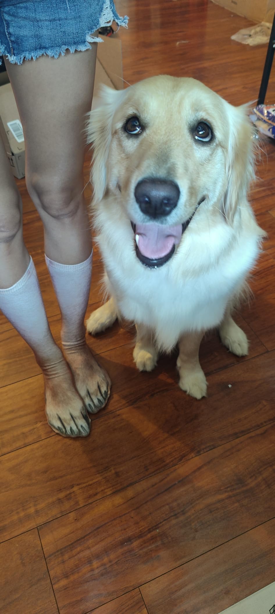 Animal Paws Dog Socks - Funny 3D Animal Socks