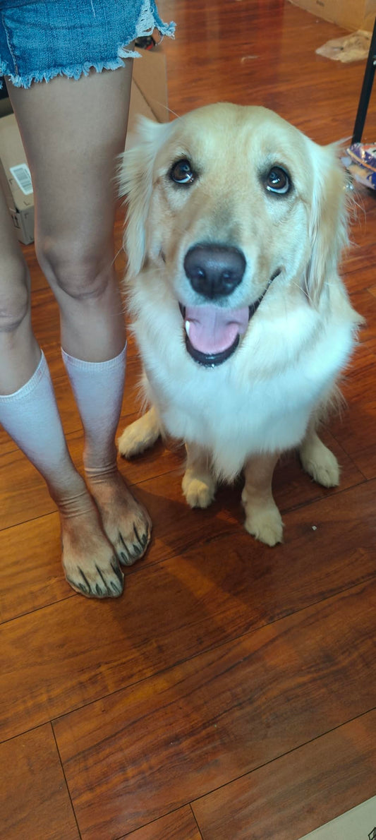 Animal Paws Dog Socks - Funny 3D Animal Socks