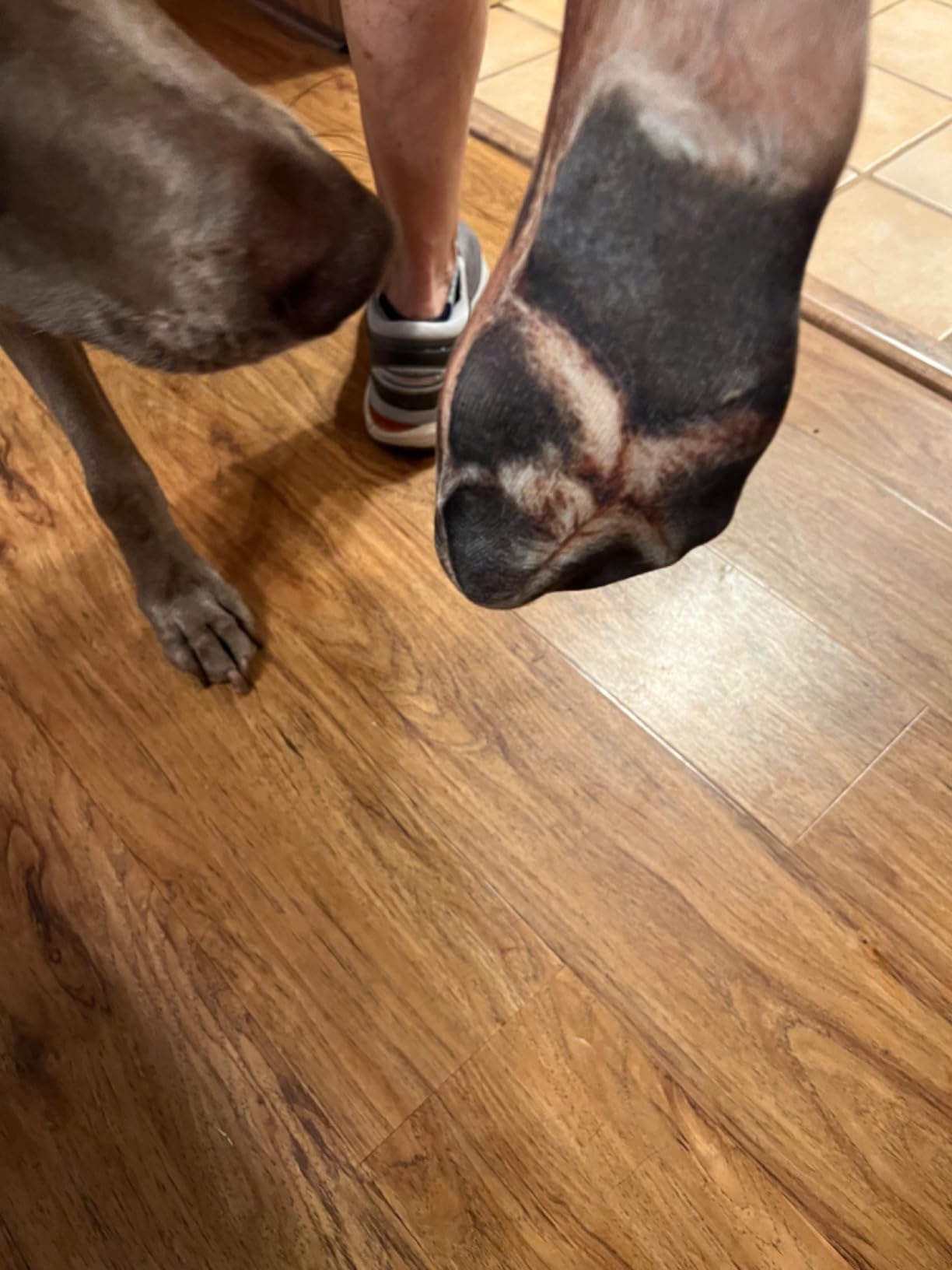 Animal Paws Dog Socks - Funny 3D Animal Socks