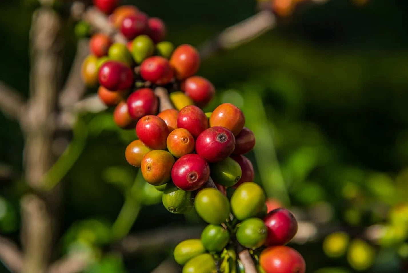 GESHA Kotowa Café – Geisha Las Brujas Natural – Boquete Panamá – Whole Bean 227g