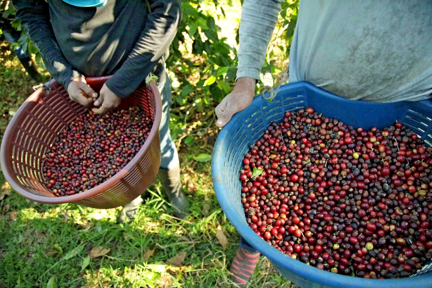 🇵🇦 PANAMA COFFEE DURÁN CAFÉ PURO MOLIDO EXTRAFINO 425g Extra-fine ground ☕️🌱✈