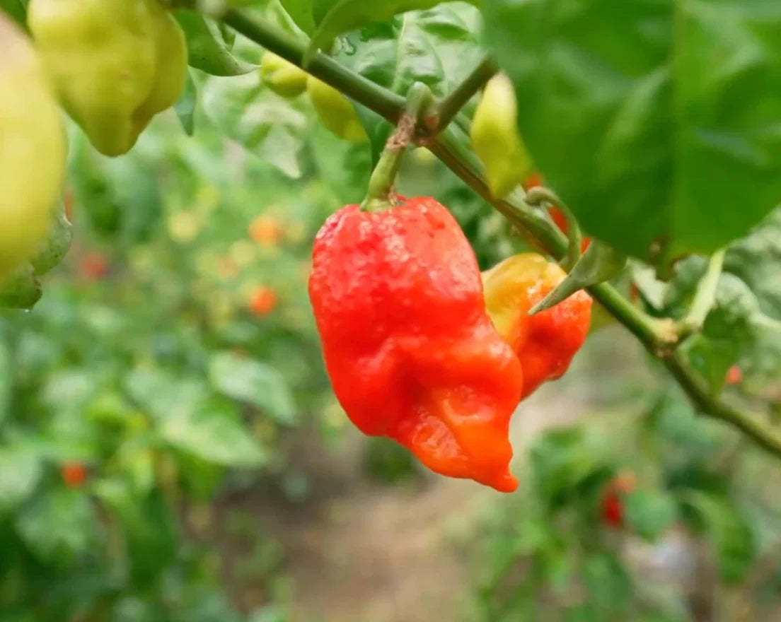 D'BOCAS Gourmet Hot Sauce PANAMA Hot Sauce Picante Panameño SPECIAL Spicy Sauce
